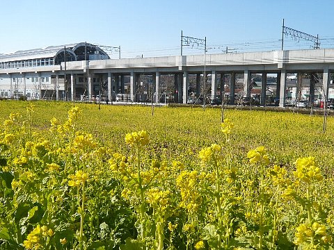 川和町の菜花　.jpg