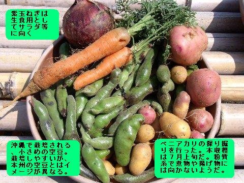 野菜収穫物　池辺.JPG