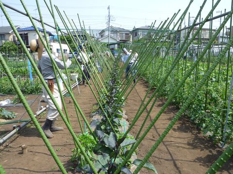 横浜で週末農園生活 野菜づくりノート Ssブログ